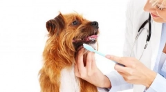 Inspekce a péče o psa