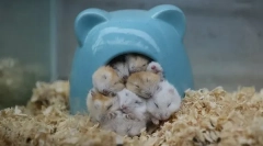 Funkce a rychlost spánku křečků