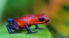 Vlastnosti krevního oběhu obojživelníků