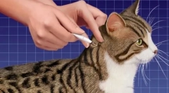 Lék představuje přímou spot-na kočku