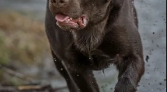 Vlastnosti výživy labradorova