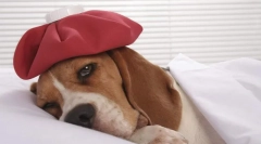 Co onemocnění psi dělají očkování