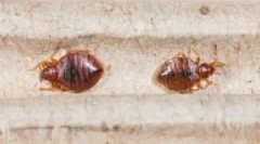 Kde jsou chyby v bytě?