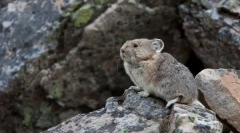 Kde se chinchilla pocházela odkud a jak žijí v přírodě