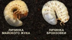 Rozdíl mezi larvami bronzu a května brouk