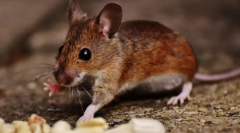 Squad rodent