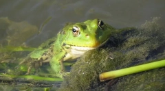 Jezero žába