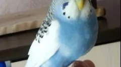 Obezita papouška, důvody, léčba