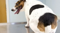 Obezita u psů: příčiny, symptomy, léčba