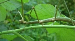 Paltera