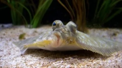 Falus: zajímavá fakta ze života neobvyklých ryb