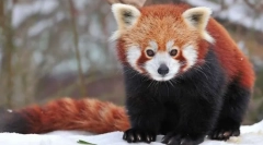Panda malá (červená panda)