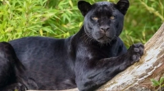 Panter