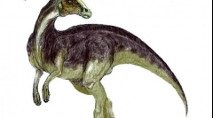 Parasavrolofus