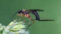 Parasitoidy jezdci: popis hmyzu a funkce