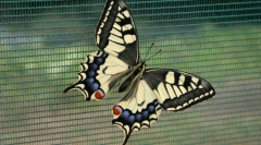 Korsican plachetnice