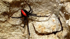 Spider black widow: foto, video a detailní charakteristiky