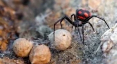 Spider karakurt: popis a životní styl