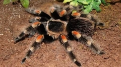 Spider-bird mexican červené víno