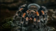 Spiderman: druhy a funkce