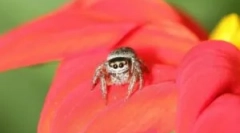 Spider jackn: vlastnosti a hodnota v ekosystému