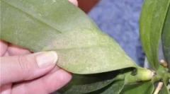 Ceutain a shell tick na orchidejích