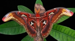 Pavlineageise atlas