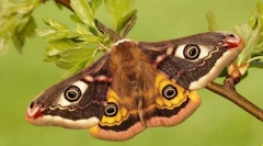 Pavlin-eyed malaya