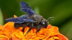 Bee-carpenter