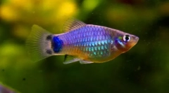 Pecilie (poecilia)