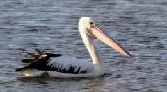 Pelikán