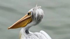 Pelikán-jako ptáci