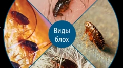 Zda jsou blechy přenášeny lidem ze zvířat?