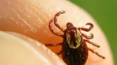 Období, kdy klíšťata jsou nejaktivnější a nebezpečnější