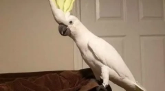 Pernační tanečník disco 90. Let: papoušní tance pod každým