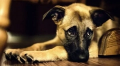 První známky onemocnění u psa