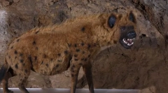 Jeskyně hyena
