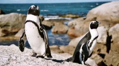 Penguin glacial