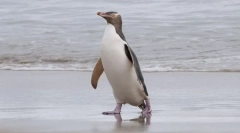 Penguin gorgeous