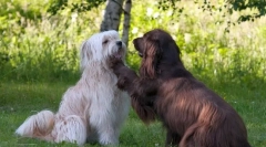 Pyrenean shepherd (foto): narozen se hlídačem a pastýřem