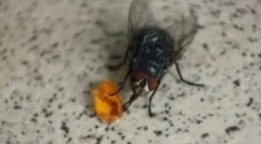 Výživa domácích a jiných mouchů