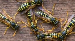 Výživa os a osin med