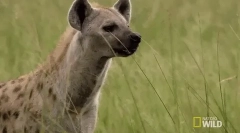 Skvrnitá hyena - grozny african predator