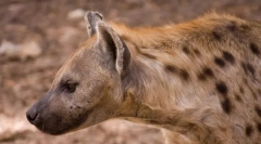 Strakatý hyena