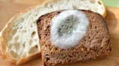 Plísní houby na chleba a příčiny jejich vzhledu