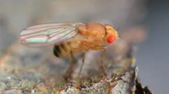 Ovoce mouchy drosophila