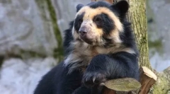 Proč bílé medvědi nežijí v antarktidě, ale tučňáci - v arktidě