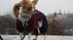 Proč chihuahua se třásl a co můžete udělat