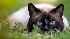 Proč říkají, že kočka má 9 životů?