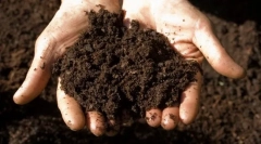 Proč kočka jí půdu